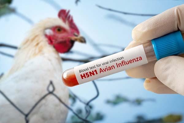 Bird Flu in Oklahoma? 5 Anointed Prayers to Heal Your Chickens (and One for Extra Eggs)
